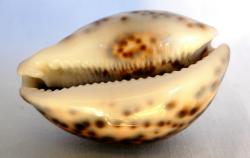Muschel